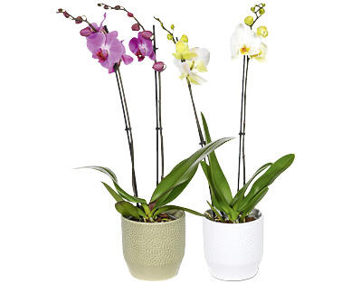ORCHIDEE