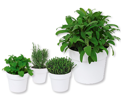 Herbes aromatiques italiennes