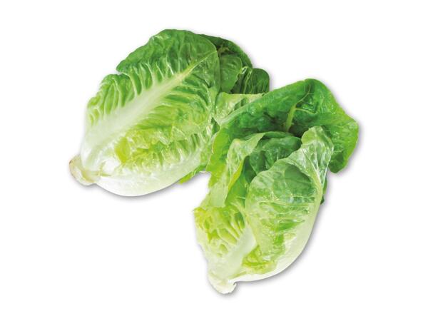 Økologisk dansk hjertesalat