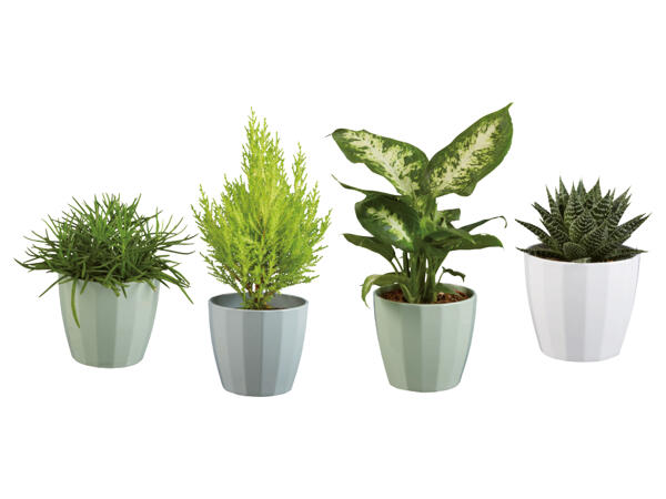 Green Plants in Ceramic Pot