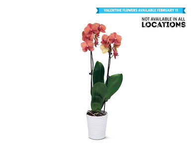 5" Easy Orchid