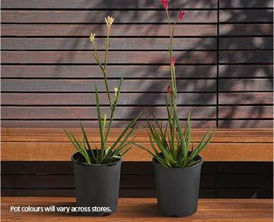 Kangaroo Paw 140mm