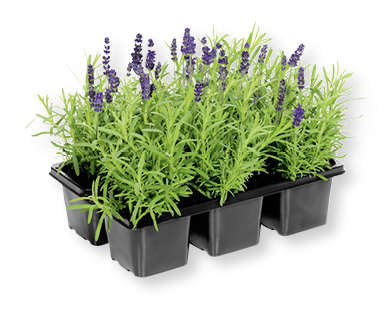 Lavendel