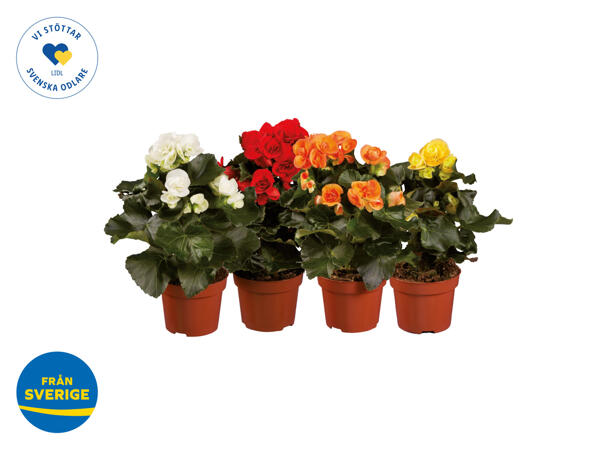 Begonia