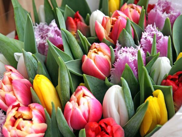Tulipes doubles/tulipes mélangées