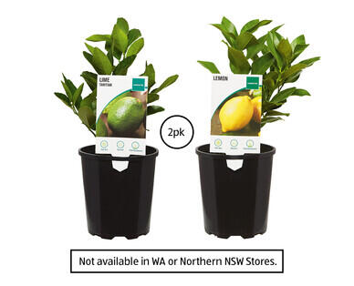 Citrus 2pk 125mm