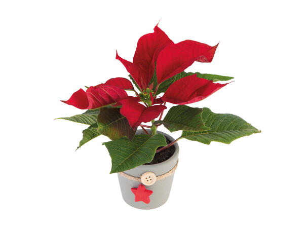 Mini Poinsettia with Pot