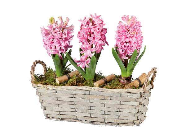 Hyacinther i kurv
