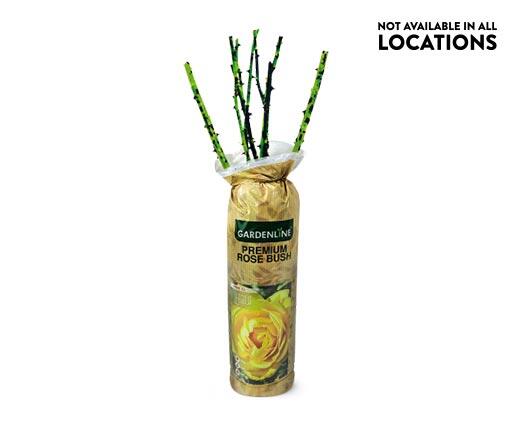 Gardenline 
 Premium Rose Bush Assorted Varieties