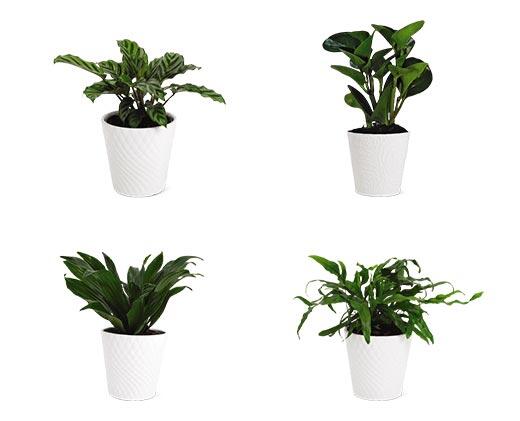 5" Foliage Assorted Varieties
