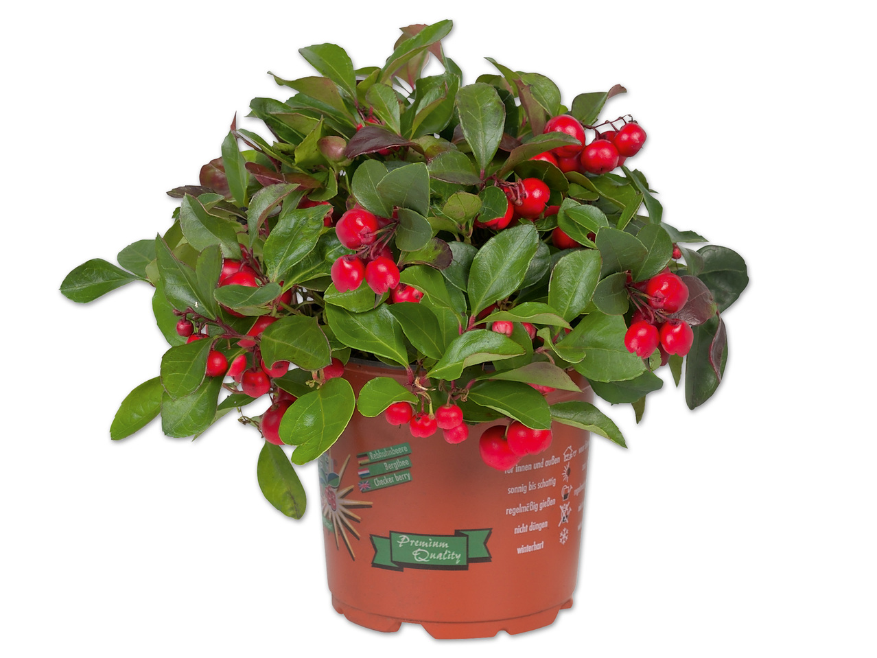 Gaultheria (Scheinbeere)
