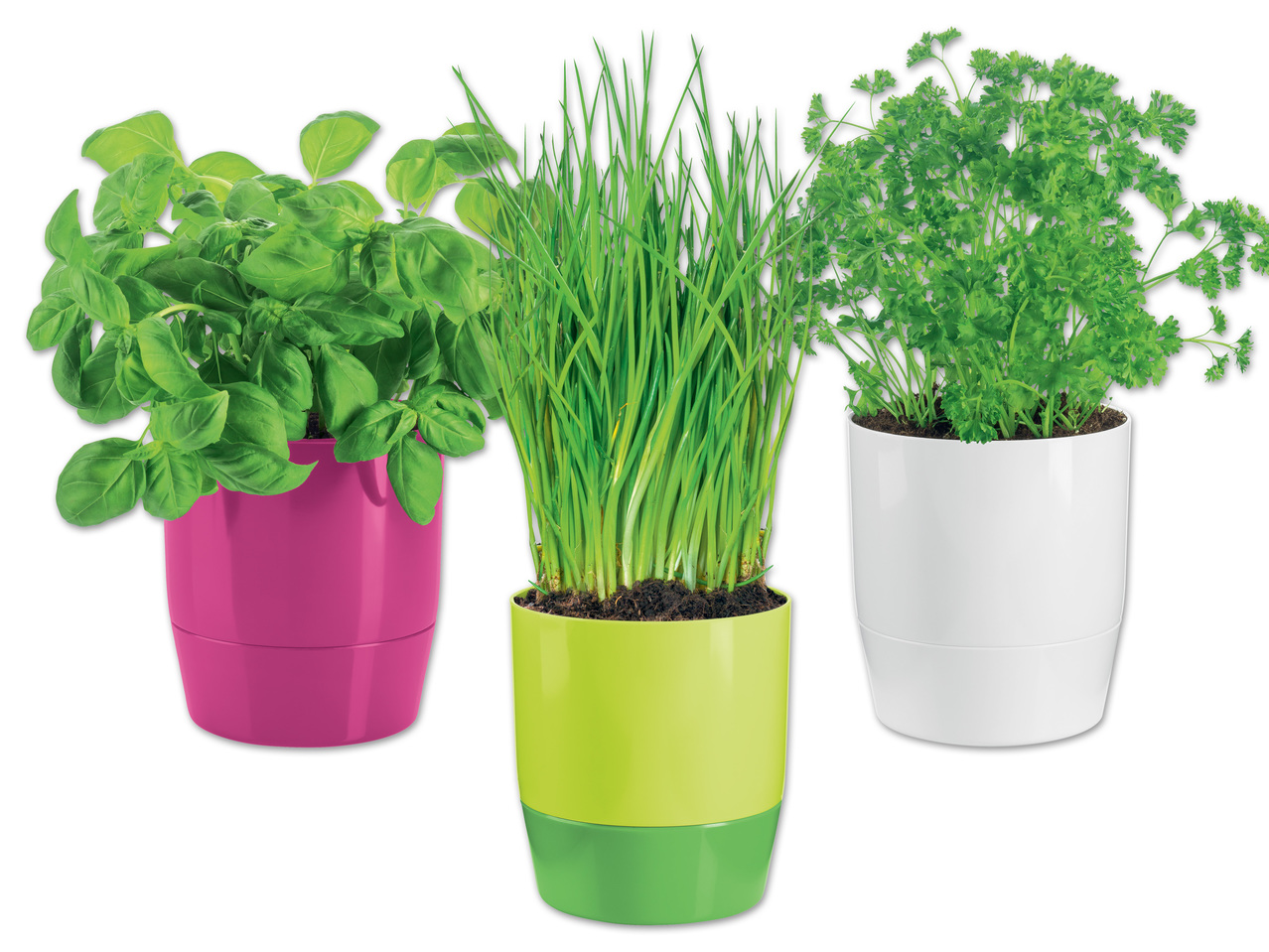 FLORABEST(R) Kräutertopf