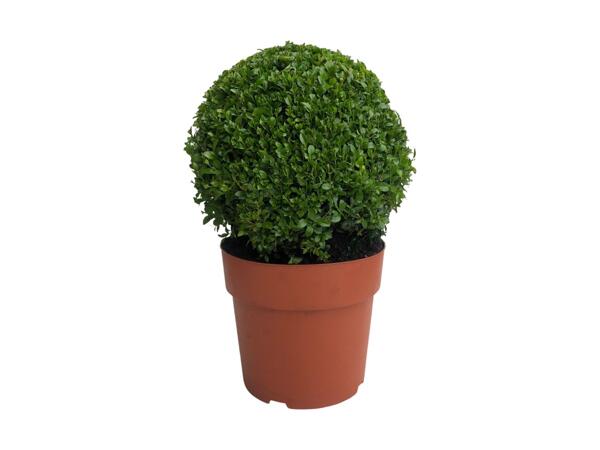 Extra Large Buxus Ball