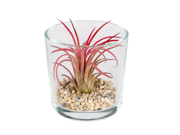 Air Plant