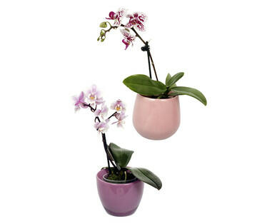 MINI-ORCHIDÉE