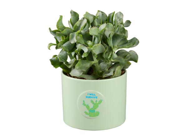 Cactus and Succulent in Ceramic