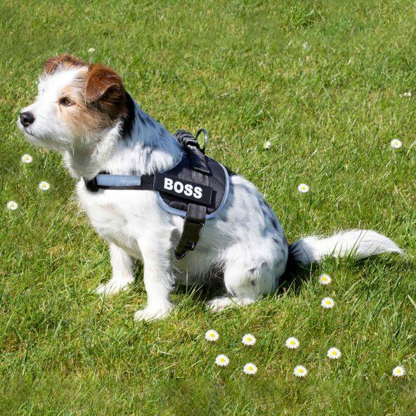 Hundesele