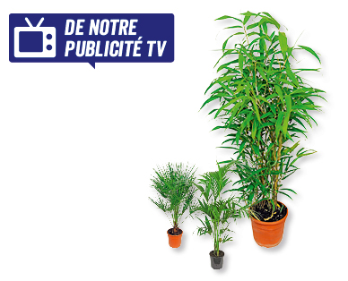Assortiment de palmiers/de bambous GARDENLINE(R)