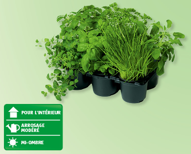 Mélange d'herbes