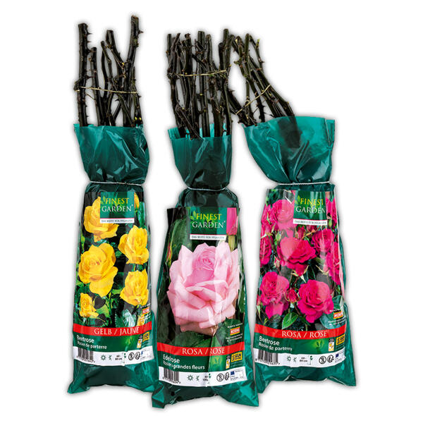 Gartenrose