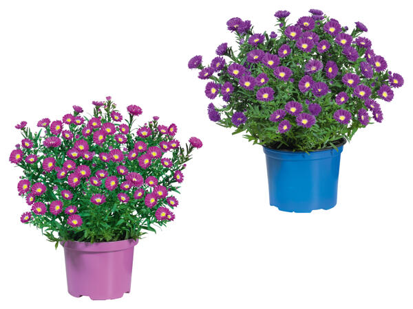 Herbstaster