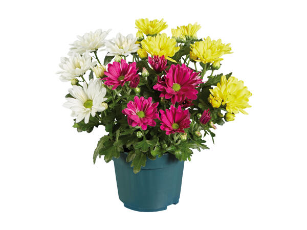Chrysantemum