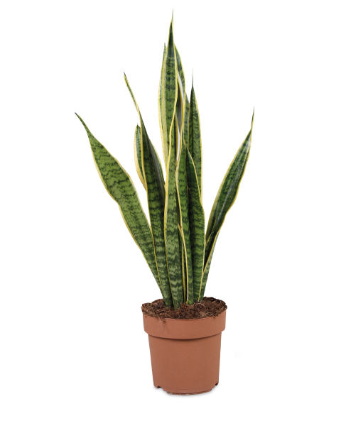 Large Foliage Plant