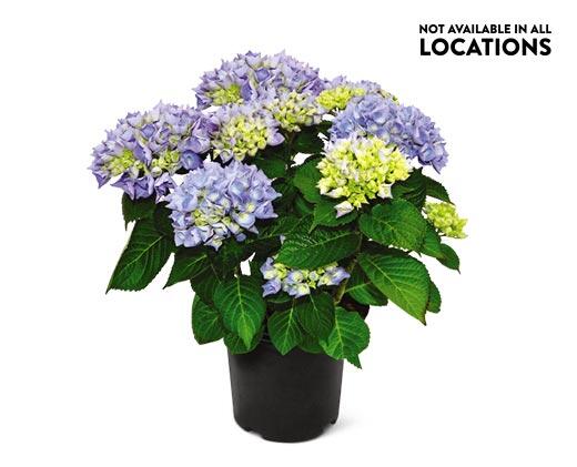 8" Hydrangea Assorted Colors