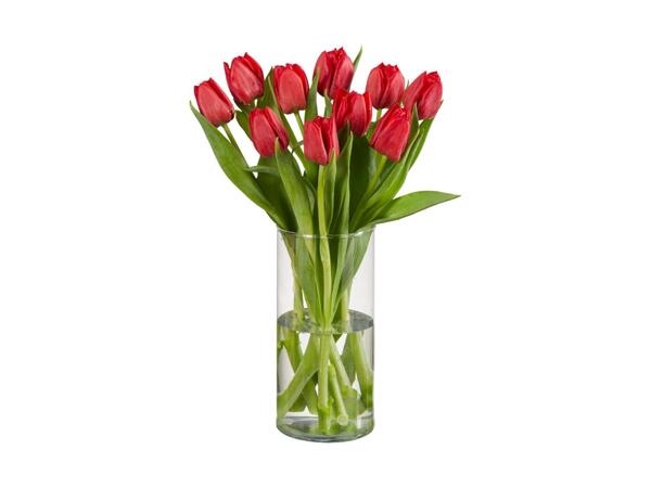 Tulipaner