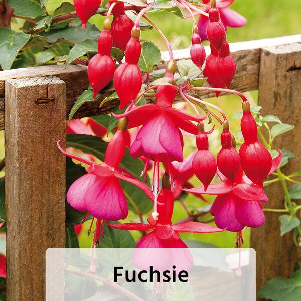 Geranien / Fuchsien