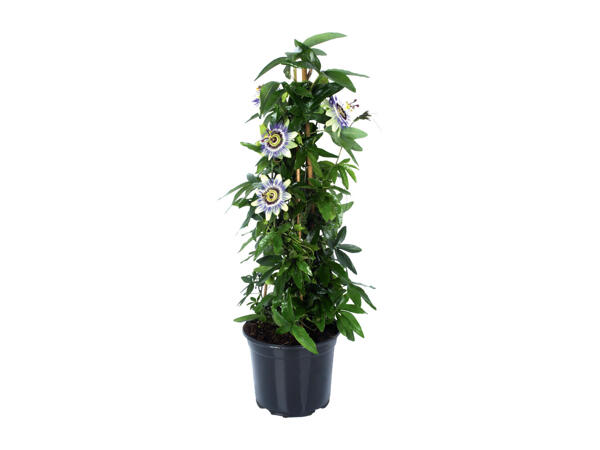 Passiflora Pyramide