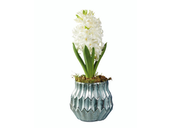 Jacinthe dans un pot en verre