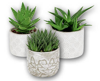 Haworthia