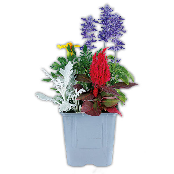 Sommertraum Quattros-Mix