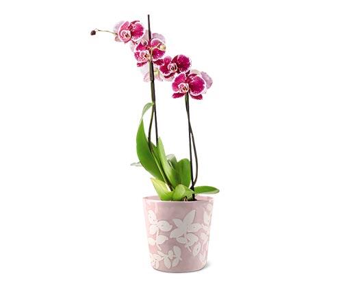 5" Easy Orchid Assorted Colors