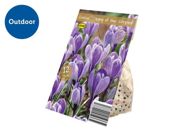 Premium Bulbs Crocus "King of the Striped"