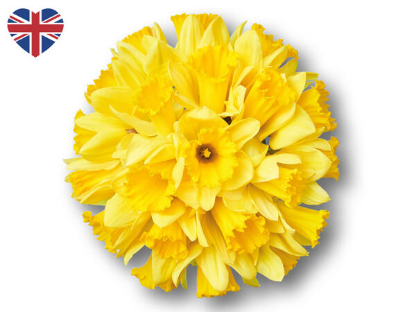 Daffodils