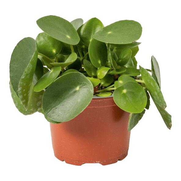 Plante à monnaie chinoise