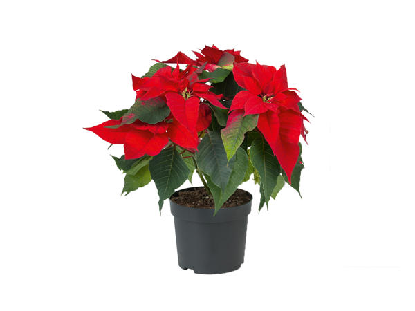 Poinsettia