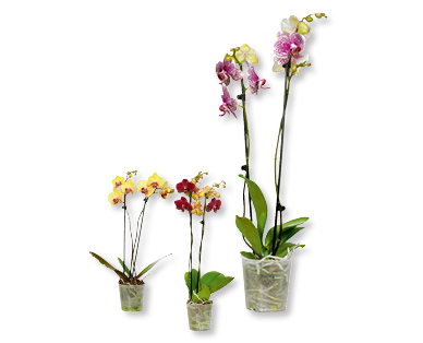 Phalaenopsis