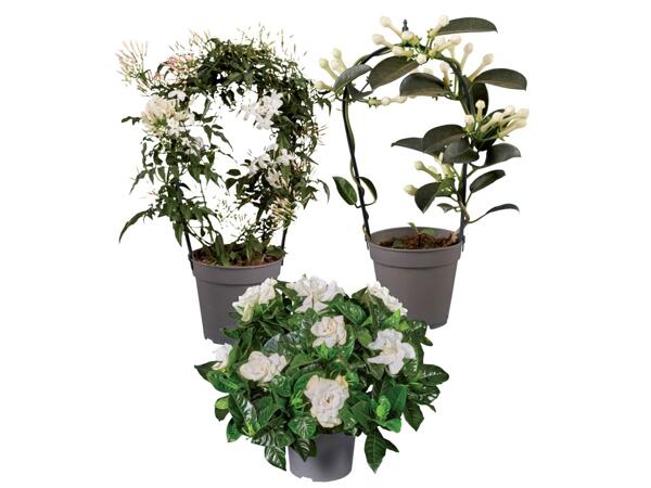 Stephanotis jasmine or gardenia
