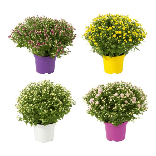 Chrysantheme