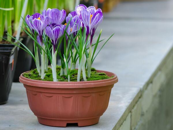 Krokus