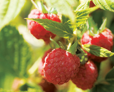 Gardenline Berry Bushes