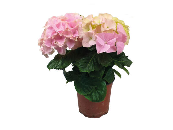 Hortensia