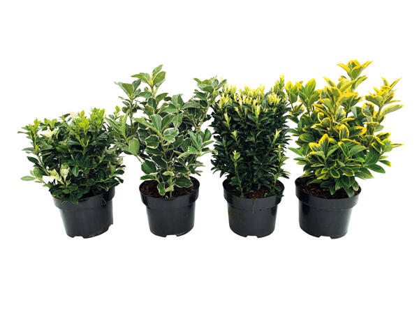 Euonymus Mix