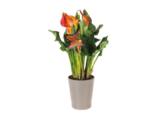 Calla in Ceramic Pot