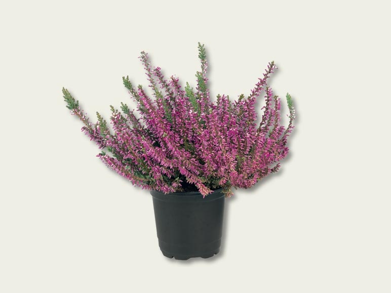 Bruyère (Calluna vulgaris) (dès 29.9.)