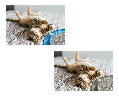Heart to Tail Turbo Cat Scratcher