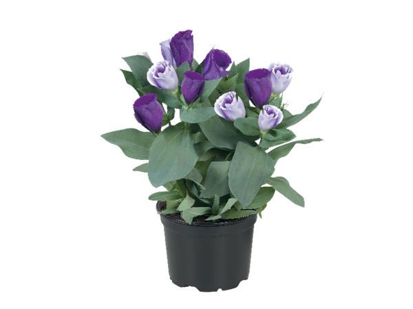 Eustoma1